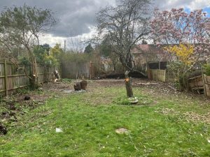 Garden clearance Bromley project showing cleared lawn with tree stump removal and vegetation trimming