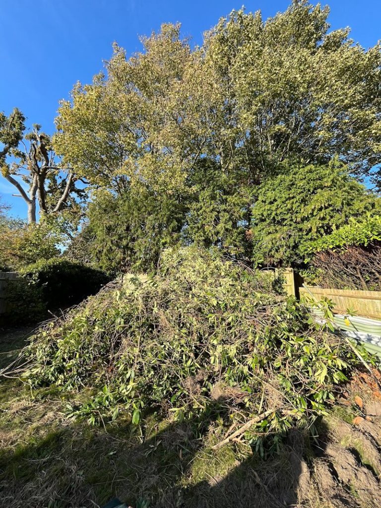 Large pile of cut branches and leaves after garden clearance service with tall trees and wooden fence in residential garden