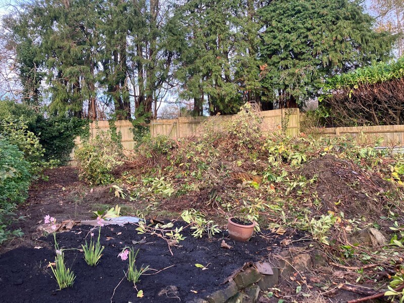 Overgrown residential garden before clearance with dense shrubs tangled vegetation and exposed soil needing professional service
